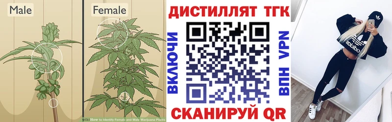 ТГК THC oil  darknet телеграм  Солнечногорск 